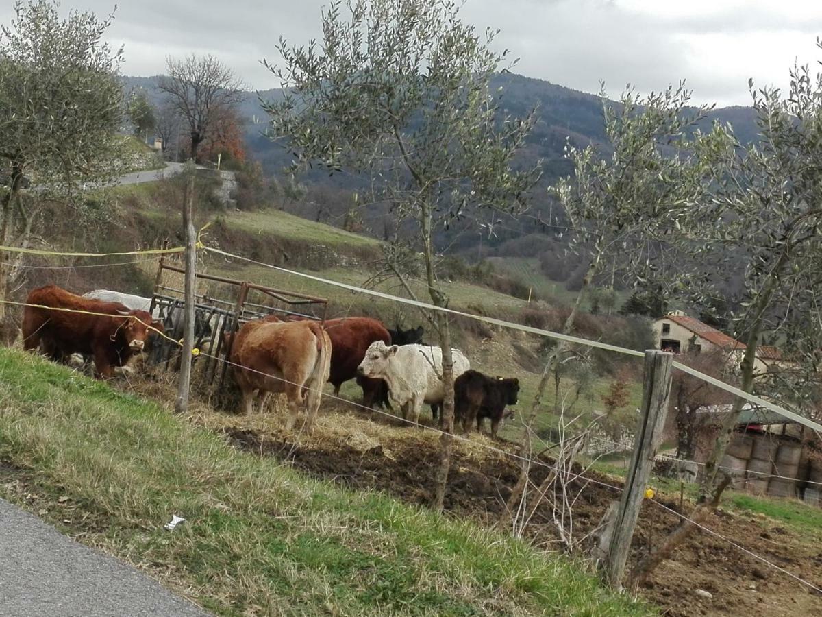 Fattoria Di Cintoia Villa Pontassieve Exterior foto